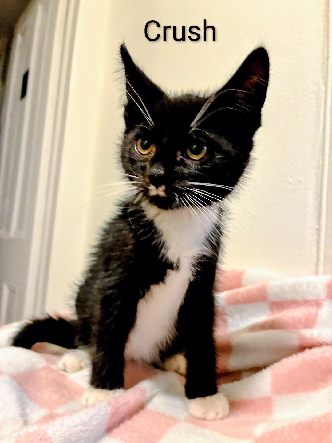 Enlarge Crush, a Adoptable Domestic Short Hair in Binghamton, NY image 3/4