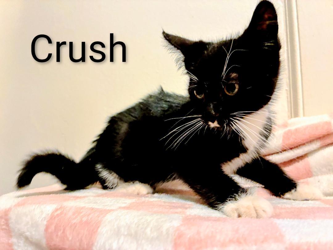 Enlarge Crush, a Adoptable Domestic Short Hair in Binghamton, NY image 4/4