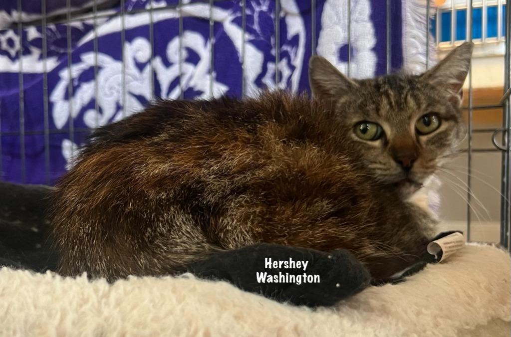 Hershey Washington, a Adoptable mixed breed in Windsor, CT image 2/2