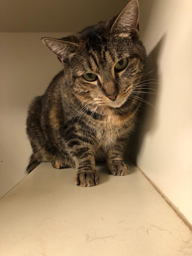 Enlarge Hershey Washington, a Adoptable mixed breed in Windsor, CT image 2/2