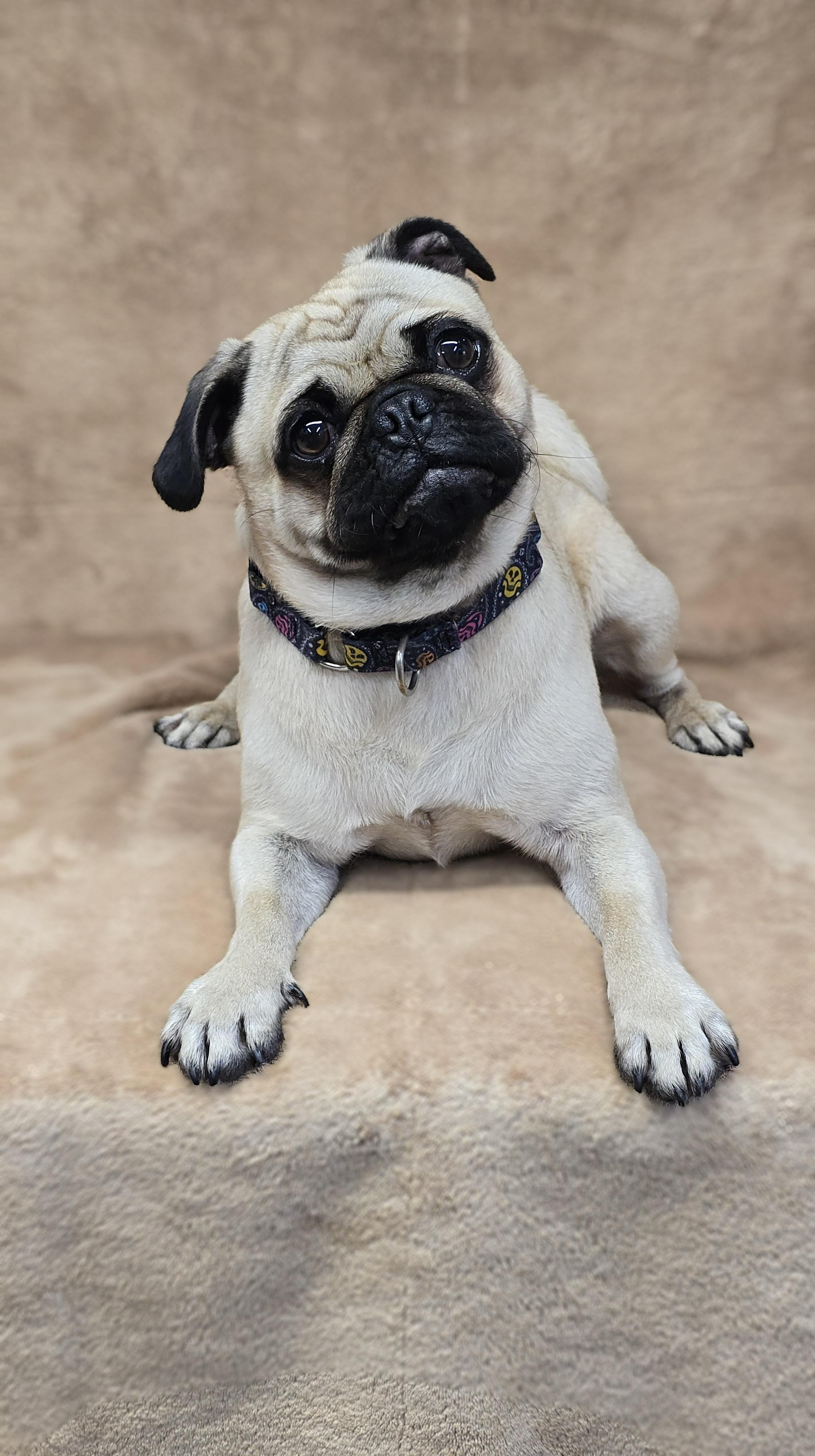 Enlarge Chico, a ADOPTABLE Pug in San Pedro, CA image 5/5