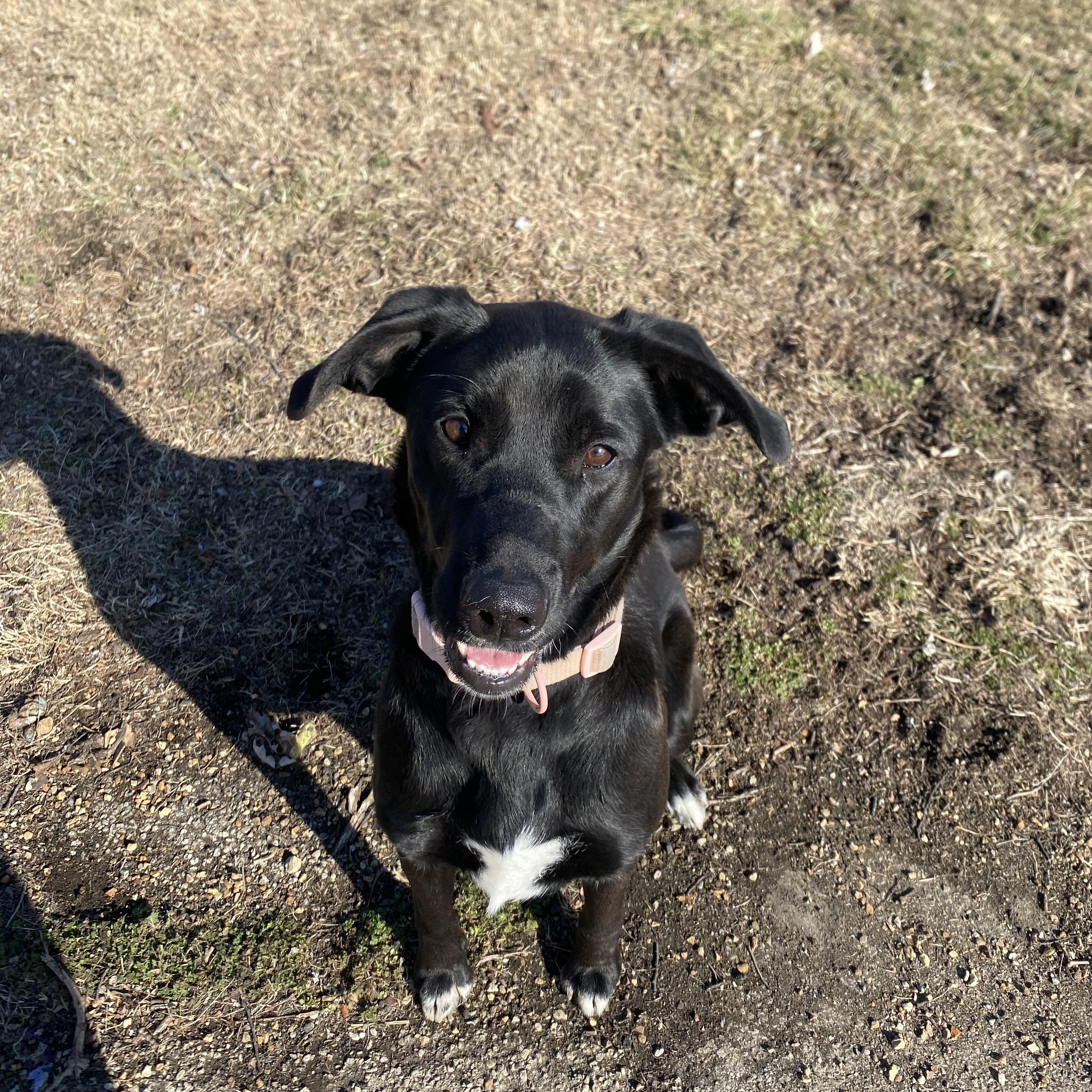 Enlarge Willow, a ADOPTABLE mixed breed in Farmington, MO image 1/2
