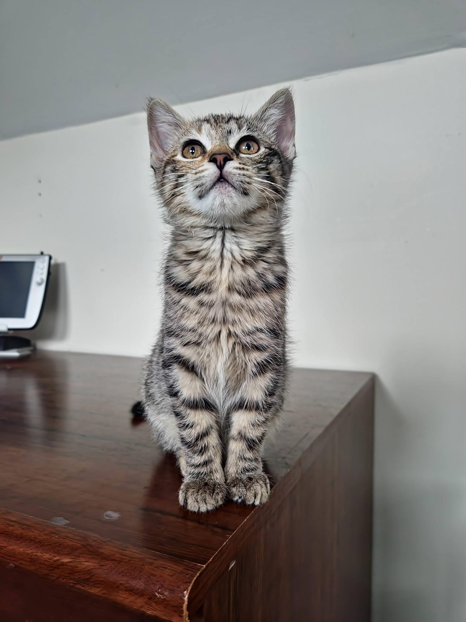 Enlarge Bee, an adopted Domestic Short Hair in Delmar, NY image 2/2