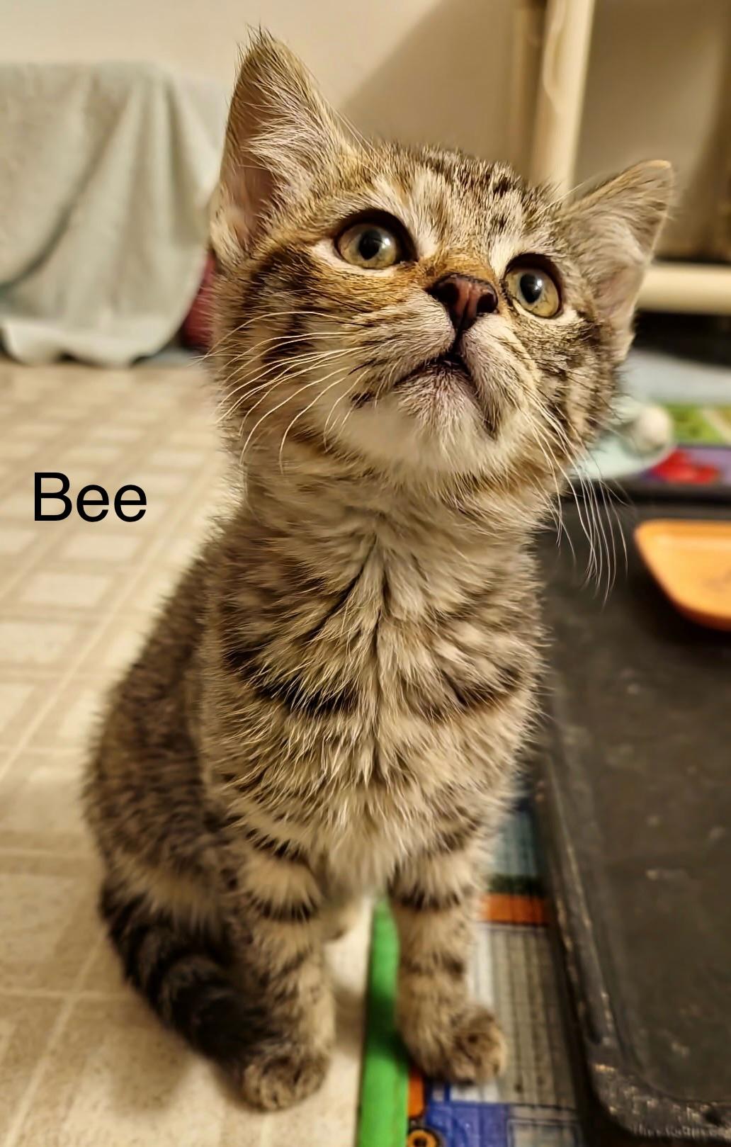 Bee, adopted, Kitten Female Domestic Short Hair.