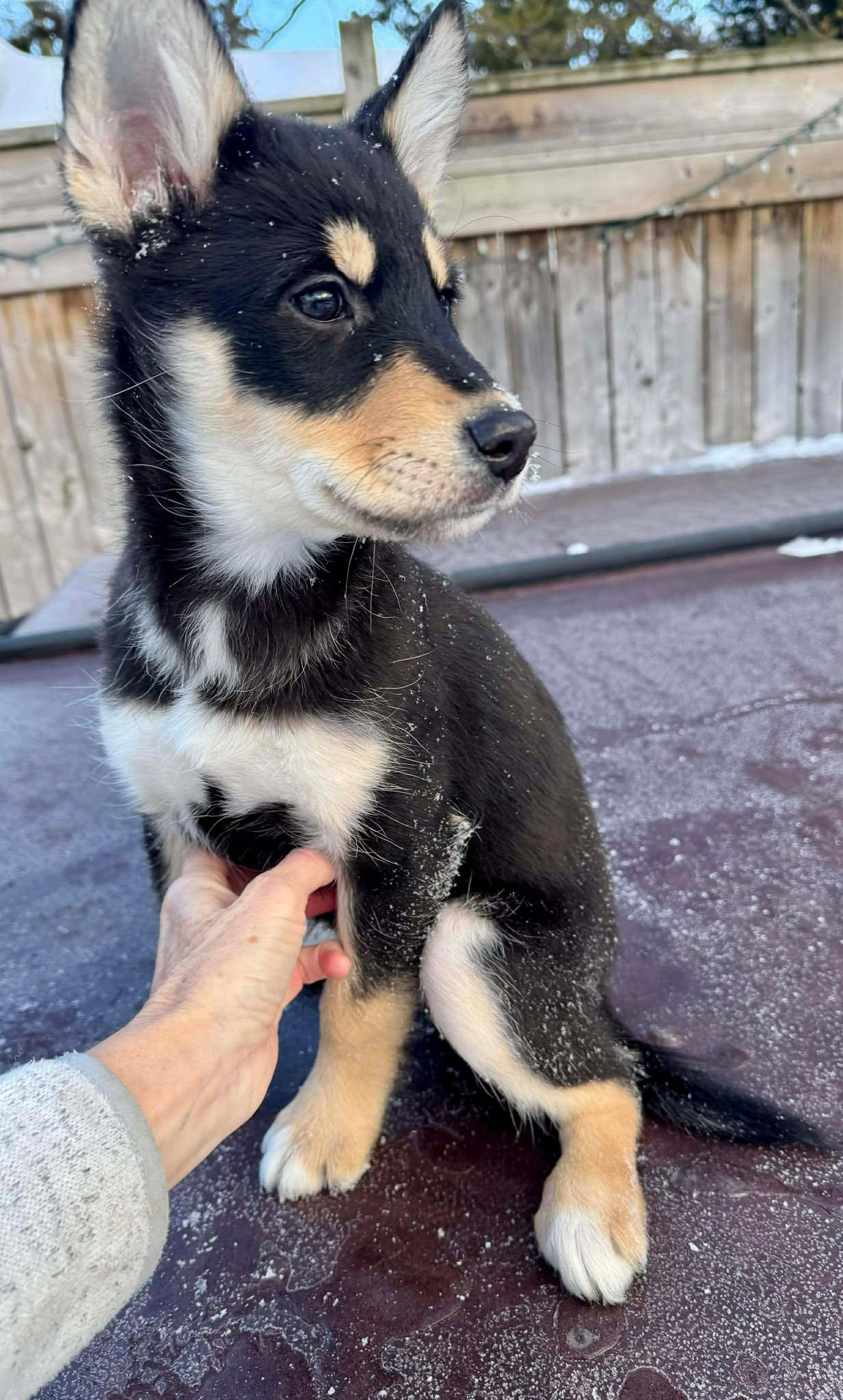 Enlarge Montana, an adopted mixed breed in Toronto, ON image 3/5