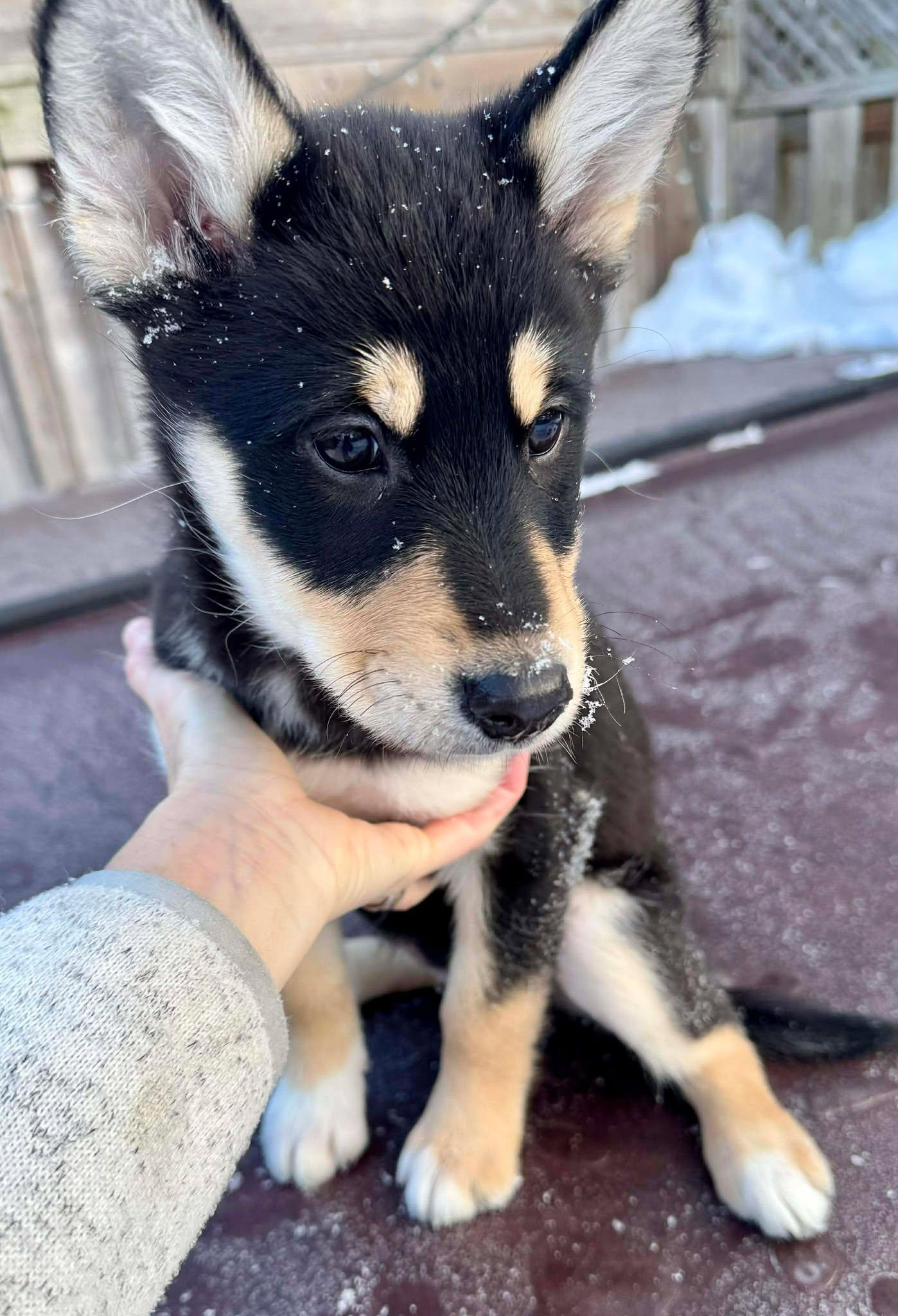 Enlarge Montana, an adopted mixed breed in Toronto, ON image 2/5