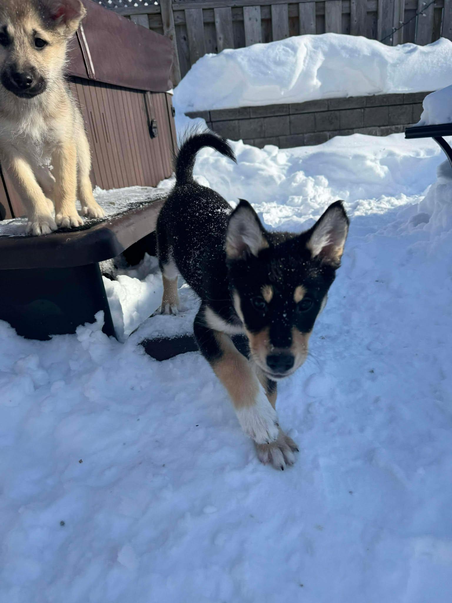 Enlarge Montana, an adopted mixed breed in Toronto, ON image 4/5