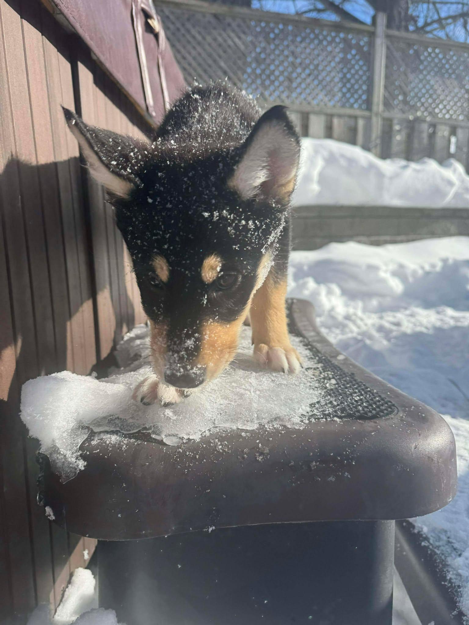 Enlarge Montana, an adopted mixed breed in Toronto, ON image 5/5