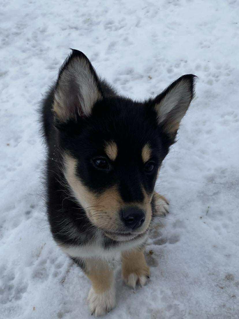 Montana, adopted, Puppy Female Husky.