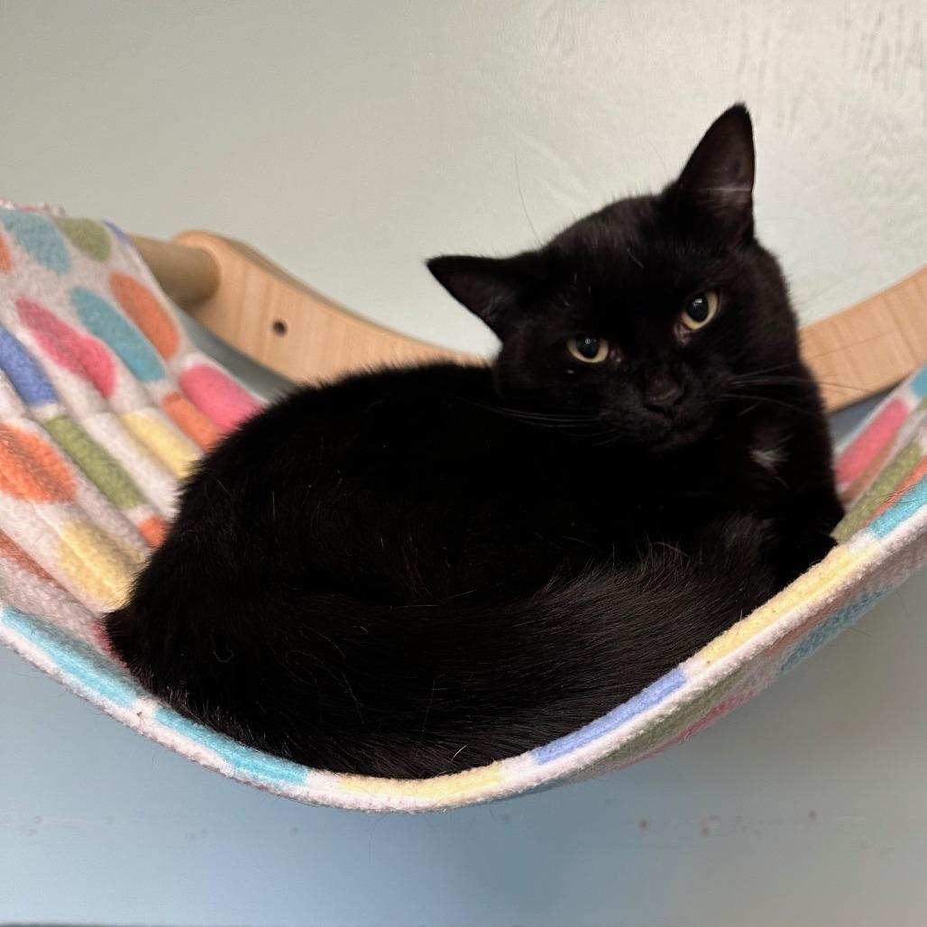 Habanero, a Adoptable Domestic Medium Hair in Priest River, ID image 1/4