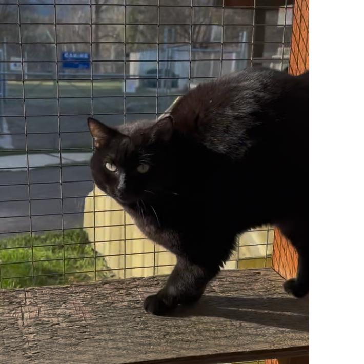 Enlarge Habanero, a Adoptable Domestic Medium Hair in Priest River, ID image 2/5