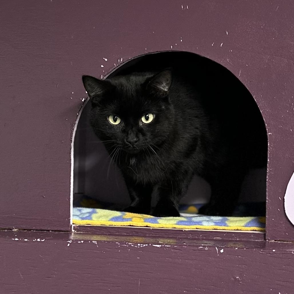 Habanero, a Adoptable Domestic Medium Hair in Priest River, ID image 2/4