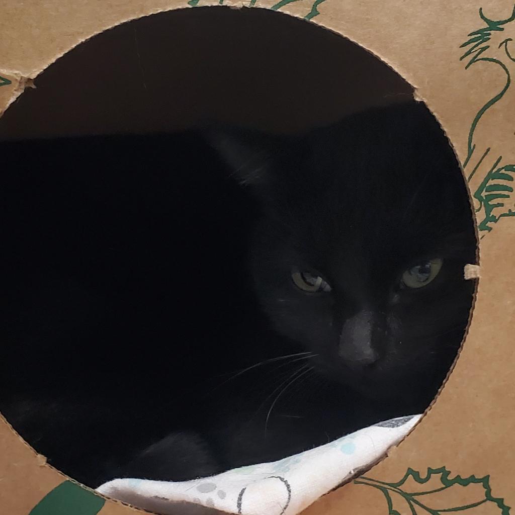 Habanero, a Adoptable Domestic Medium Hair in Priest River, ID image 3/4