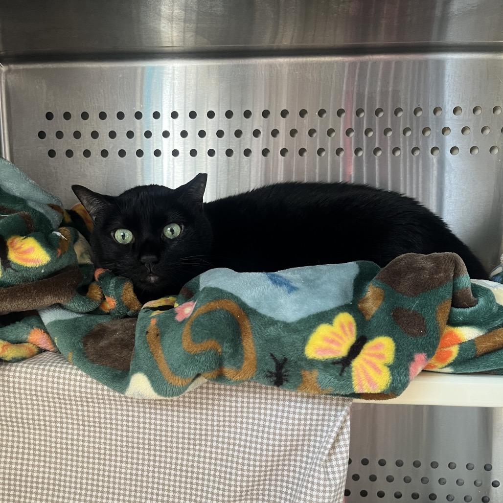 Enlarge Kip, a Adoptable Domestic Short Hair in Lynchburg, VA image 1/1