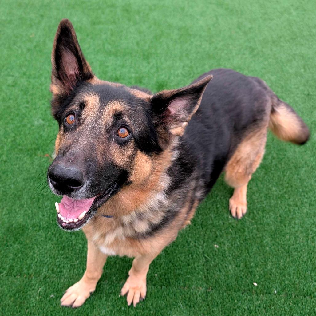 Cuddi, Adoptable, Senior Male German Shepherd Dog.