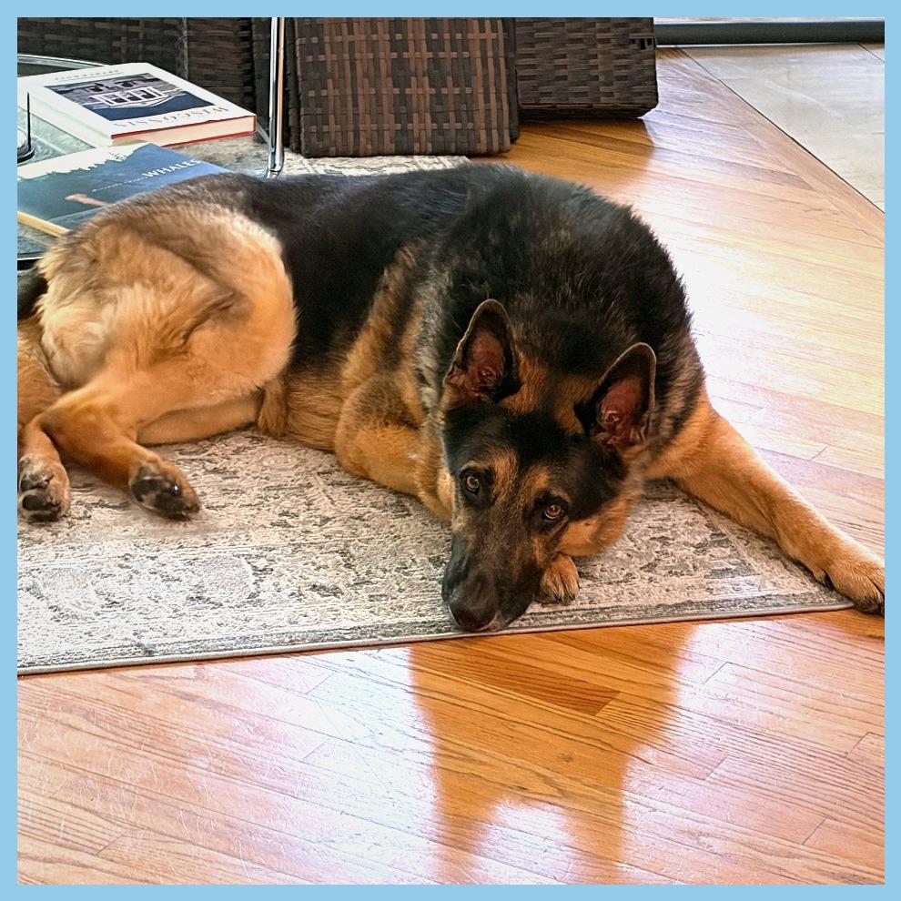 Cuddi, a Adoptable German Shepherd Dog in Chicago, IL image 2/6