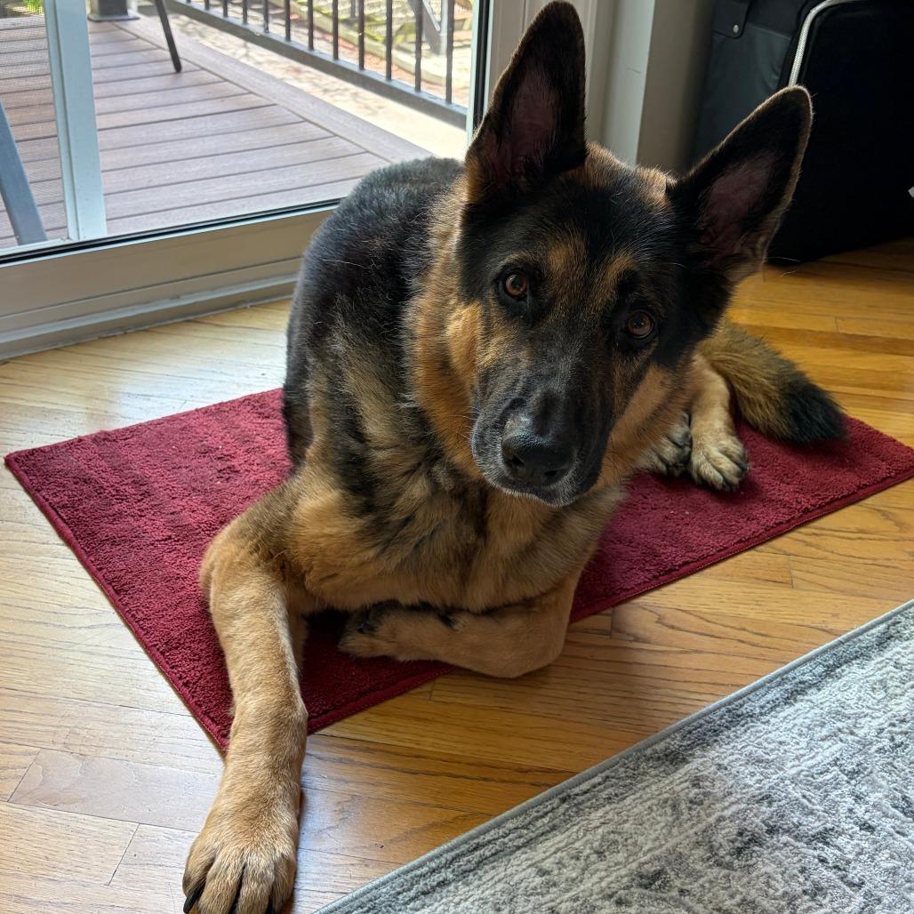 Cuddi, a Adoptable German Shepherd Dog in Chicago, IL image 3/6