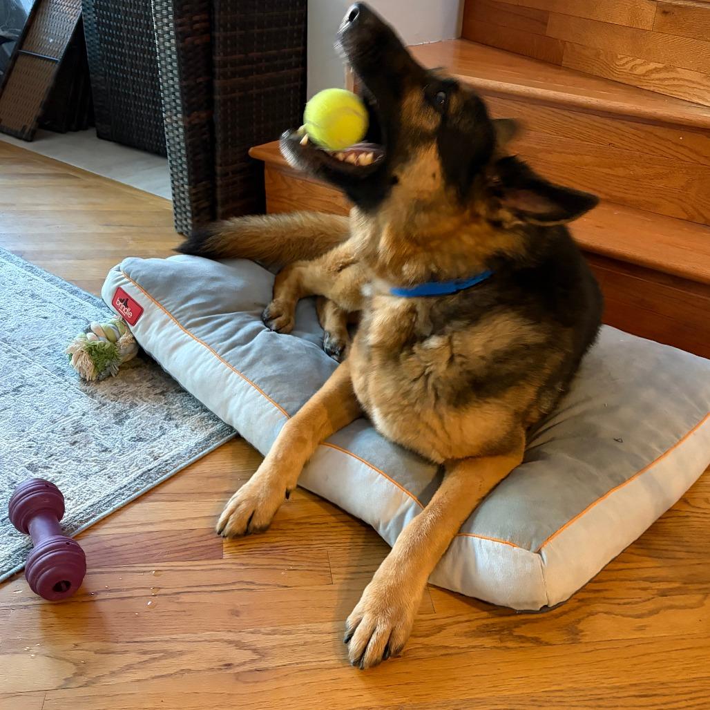 Cuddi, a Adoptable German Shepherd Dog in Chicago, IL image 4/6