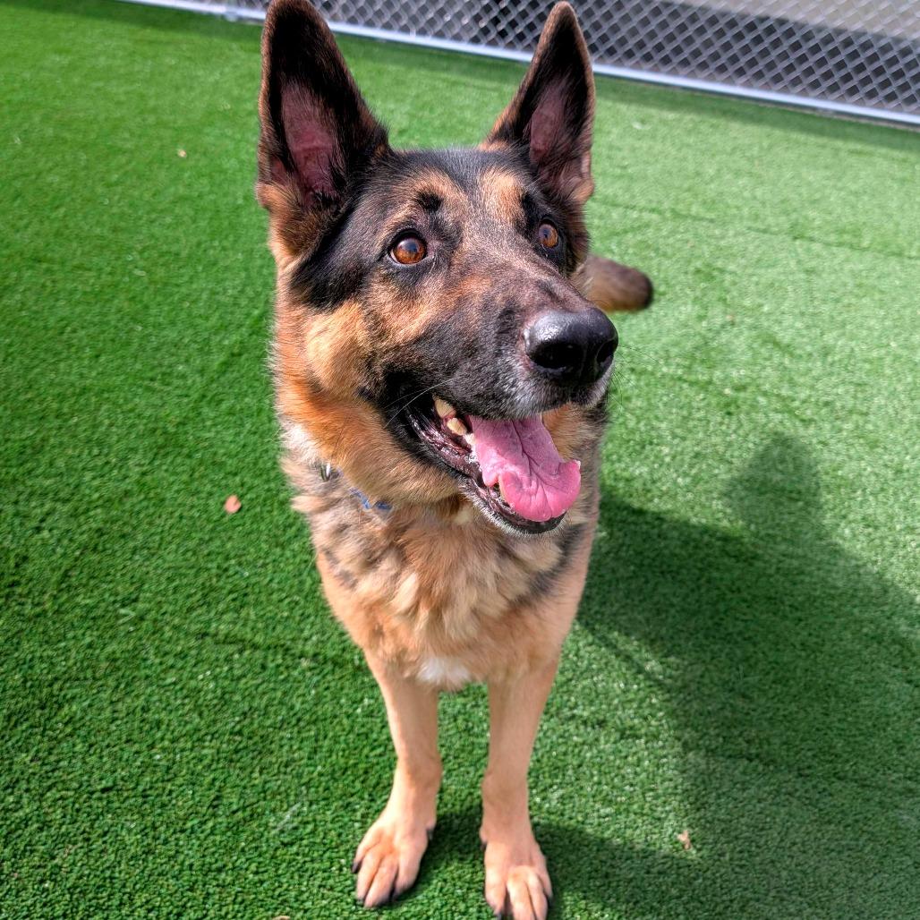Cuddi, a Adoptable German Shepherd Dog in Chicago, IL image 5/6
