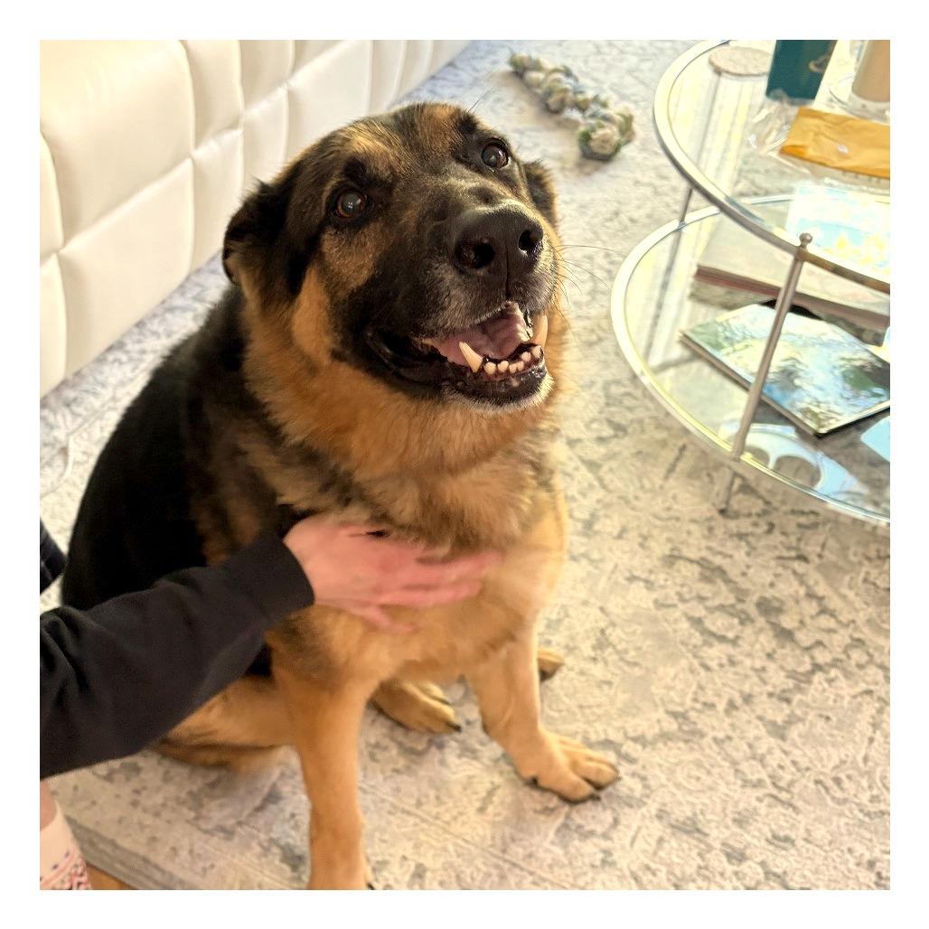 Cuddi, a Adoptable German Shepherd Dog in Chicago, IL image 6/6