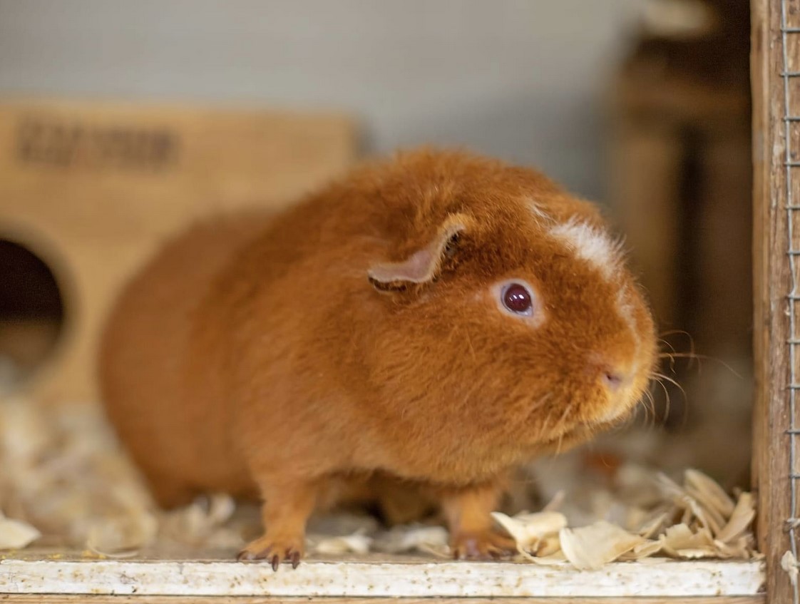 Chestnut