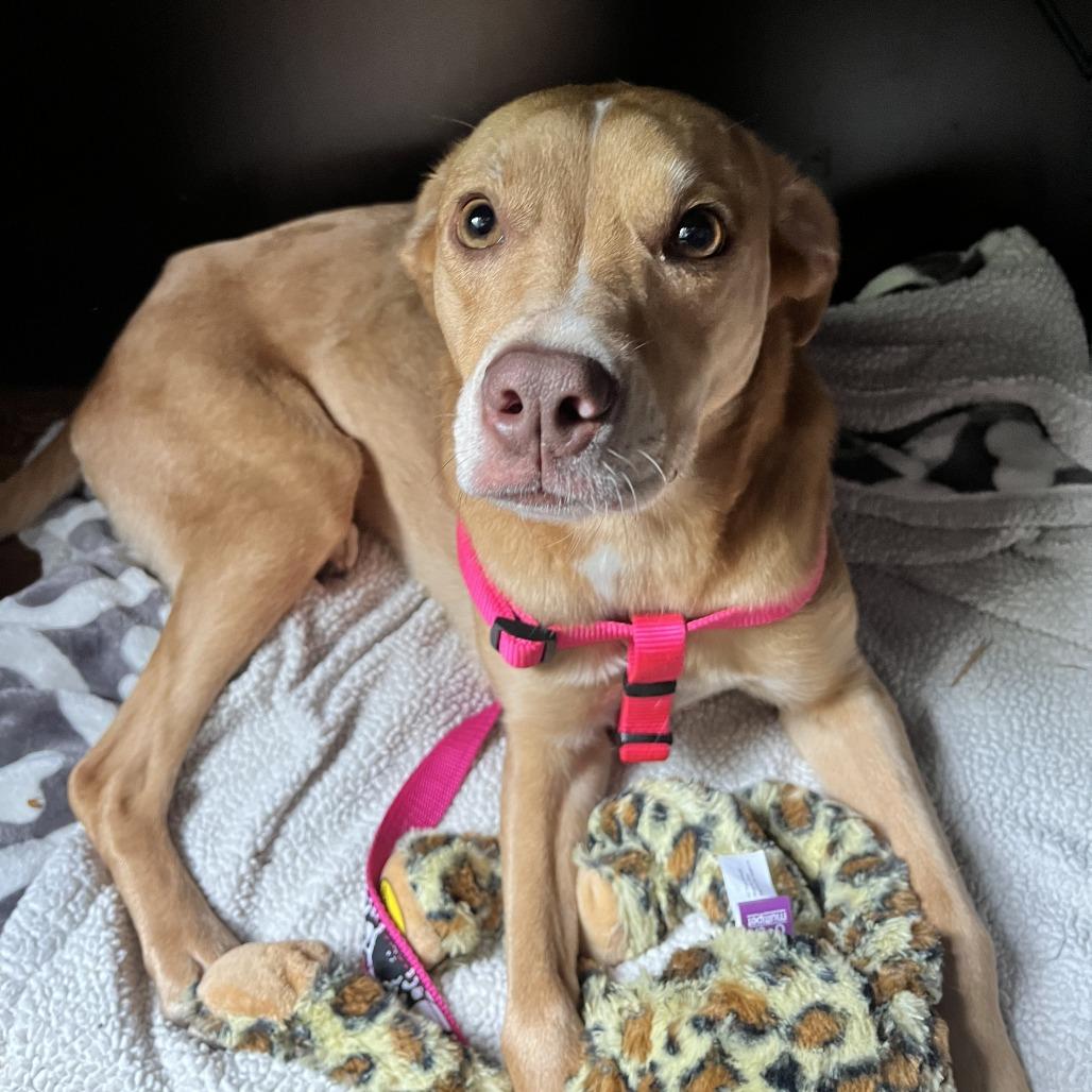 Cloe FKA Lady, Adoptable, Adult Female Catahoula Leopard Dog.