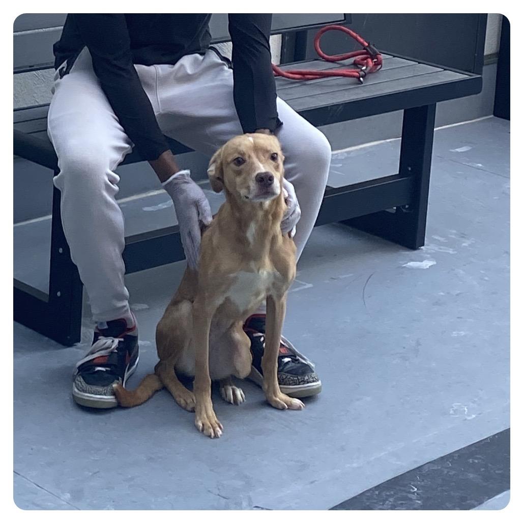 Enlarge Cloe FKA Lady, a Adoptable mixed breed in Philadelphia, PA image 2/6