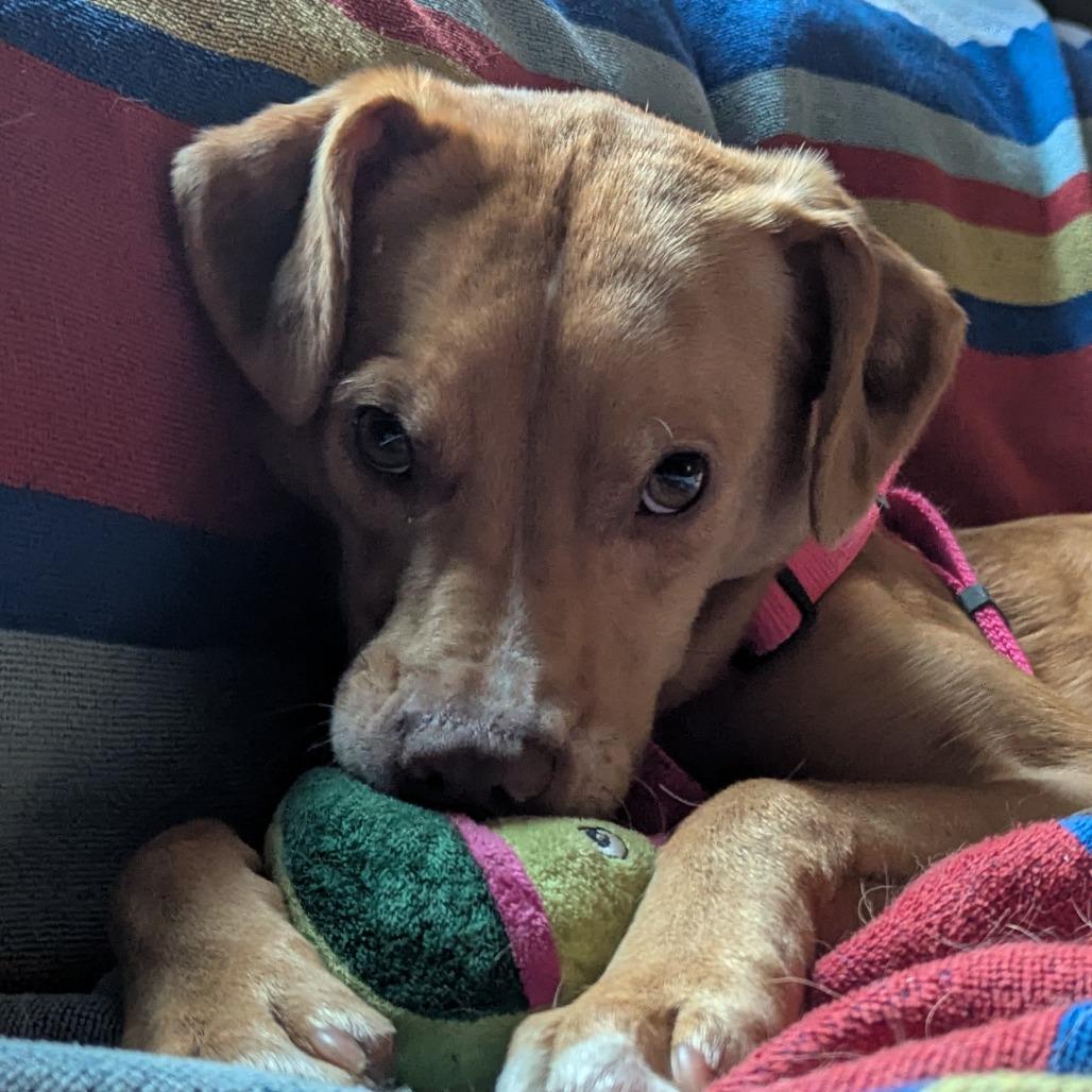Cloe FKA Lady, Adoptable, Adult Female Catahoula Leopard Dog & Mixed Breed.