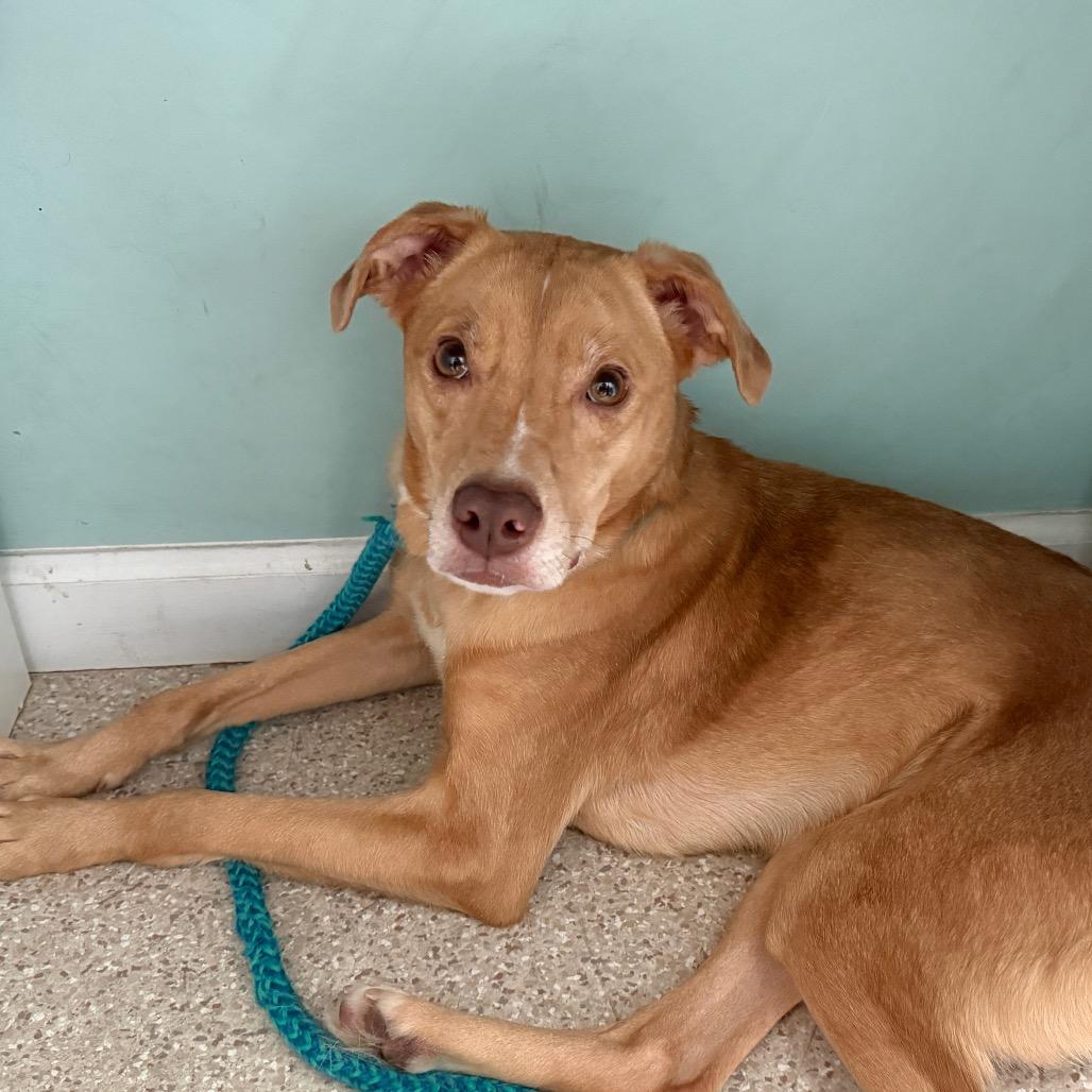 Enlarge Cloe FKA Lady, a Adoptable mixed breed in Philadelphia, PA image 3/6