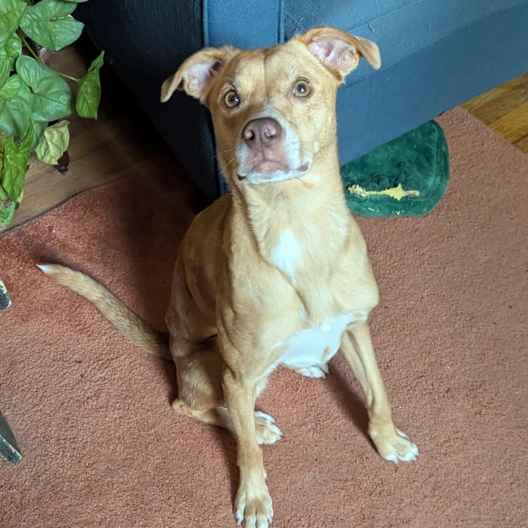 Cloe FKA Lady, a Adoptable mixed breed in Philadelphia, PA image 2/6