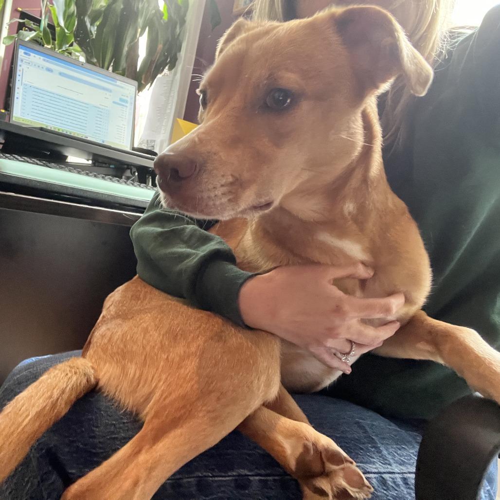 Enlarge Cloe FKA Lady, a Adoptable mixed breed in Philadelphia, PA image 4/6