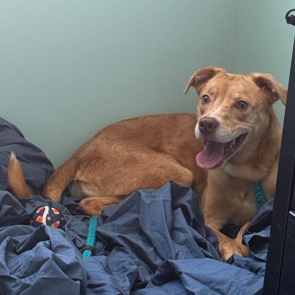 Enlarge Cloe FKA Lady, a Adoptable mixed breed in Philadelphia, PA image 5/6