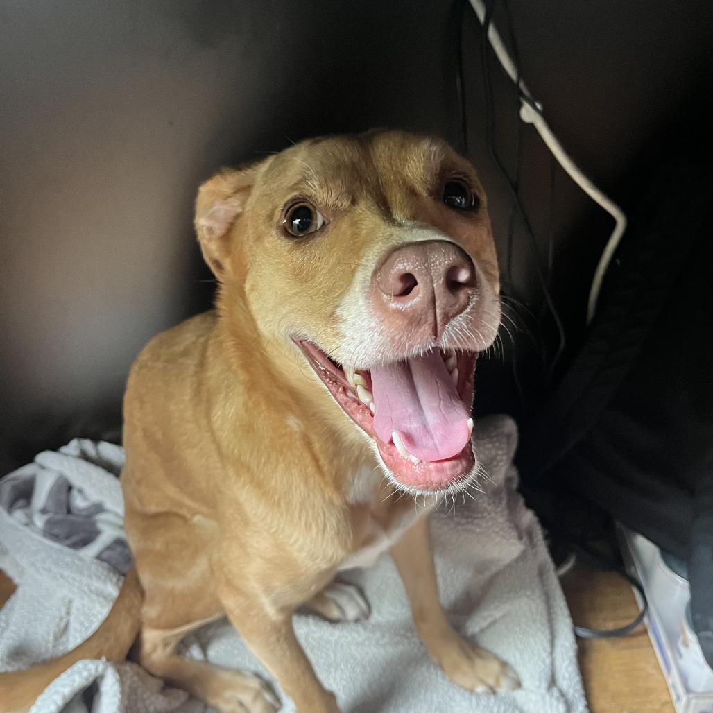 Cloe FKA Lady, a Adoptable mixed breed in Philadelphia, PA image 5/6