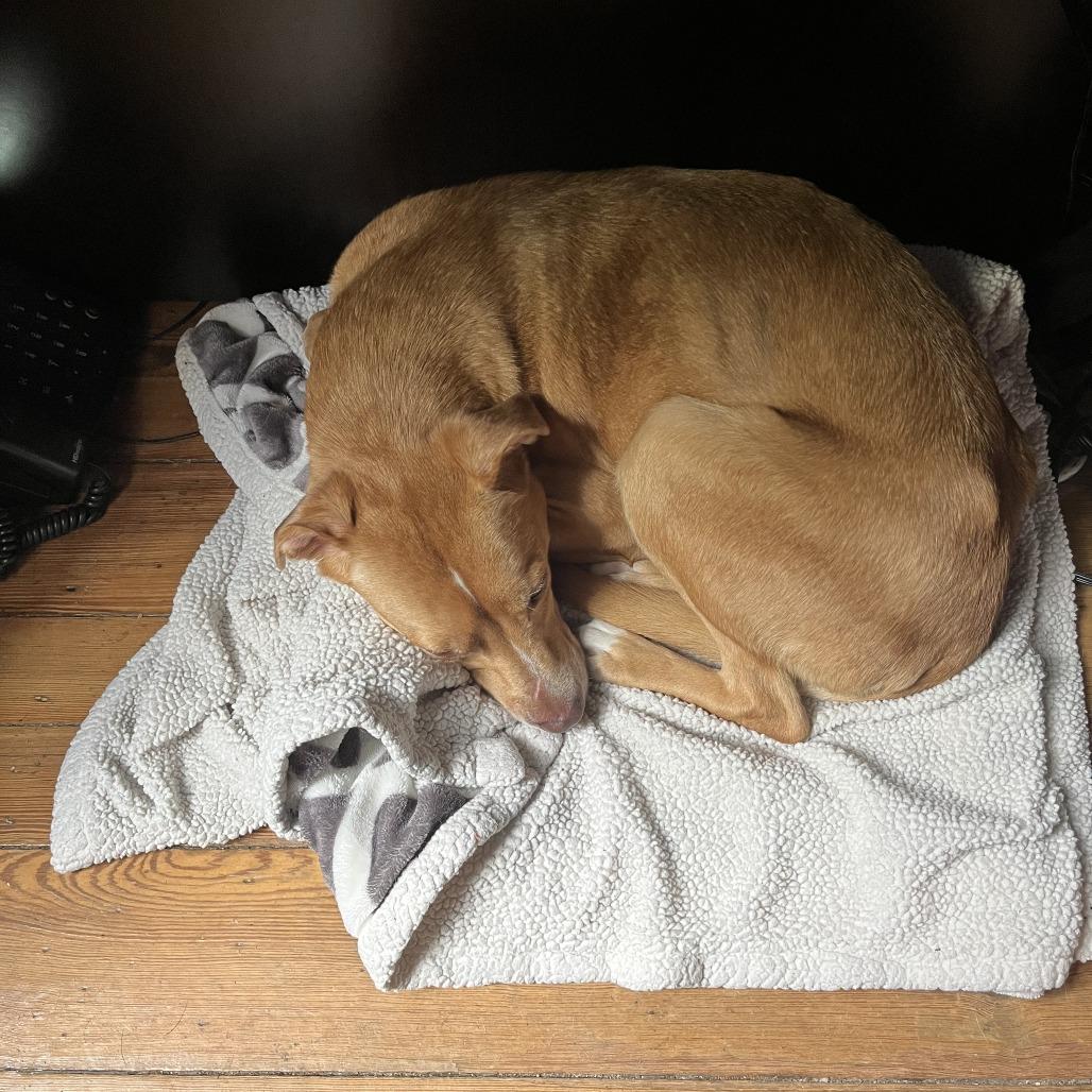 Enlarge Cloe FKA Lady, a Adoptable mixed breed in Philadelphia, PA image 6/6