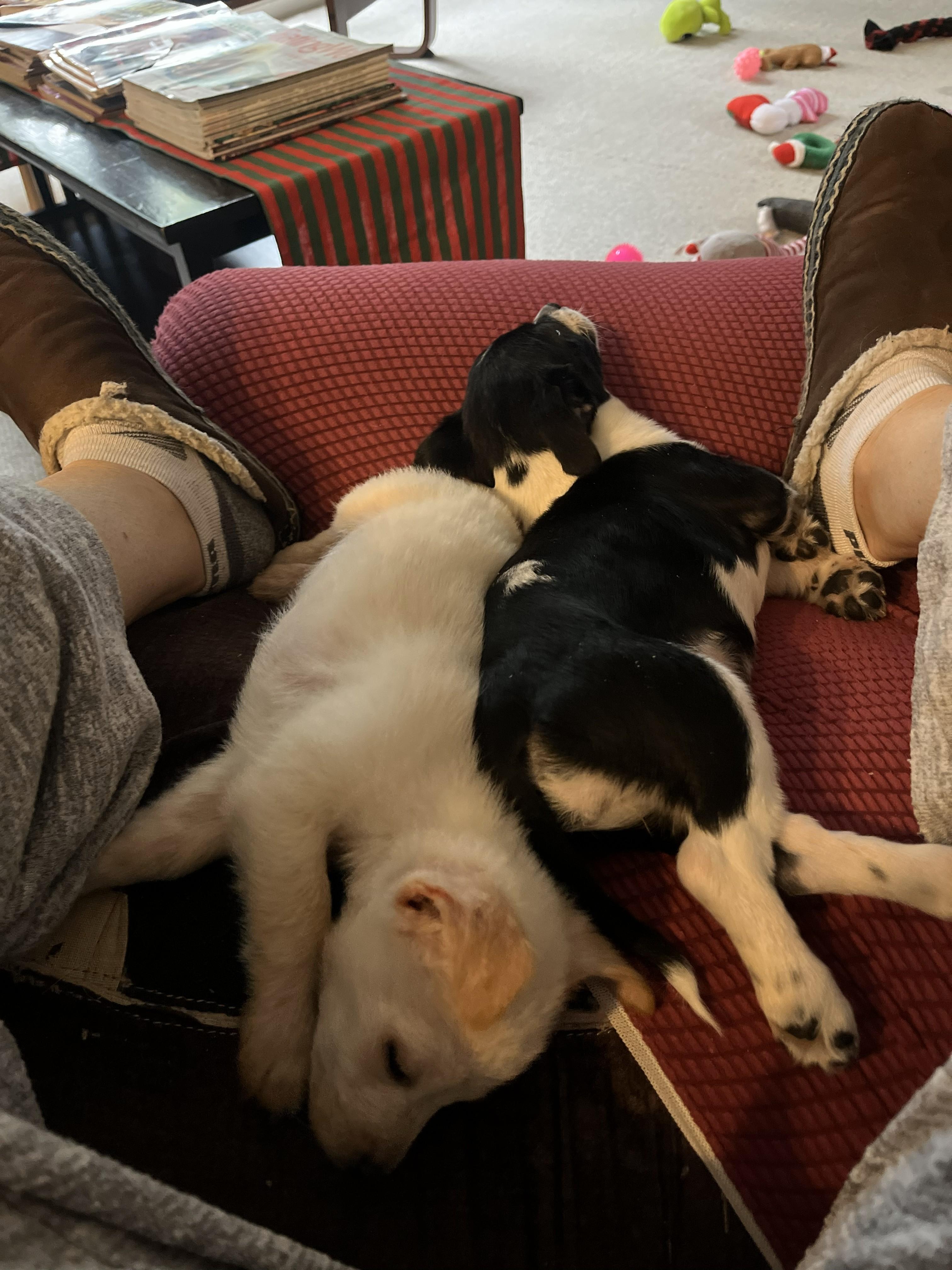 Enlarge Freya , an adopted mixed breed in Rockville, MD image 4/5