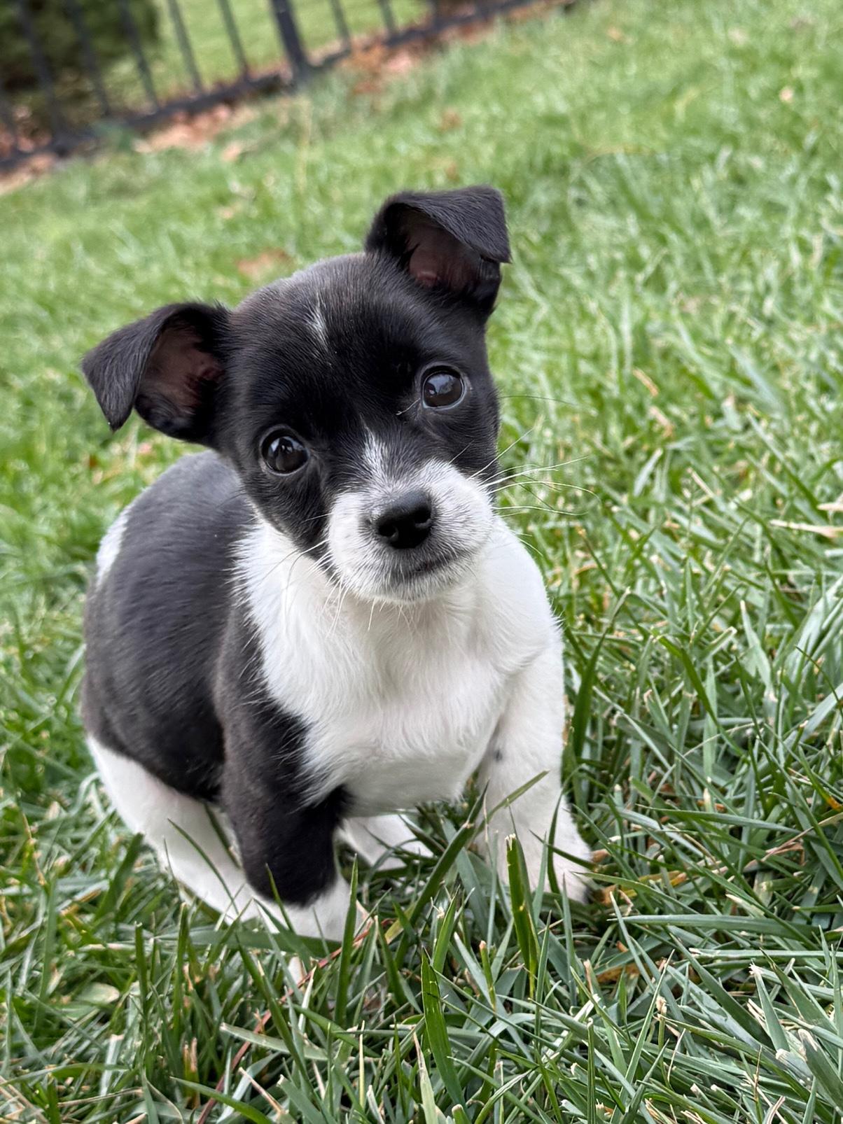 Enlarge Freya , an adopted mixed breed in Rockville, MD image 2/5