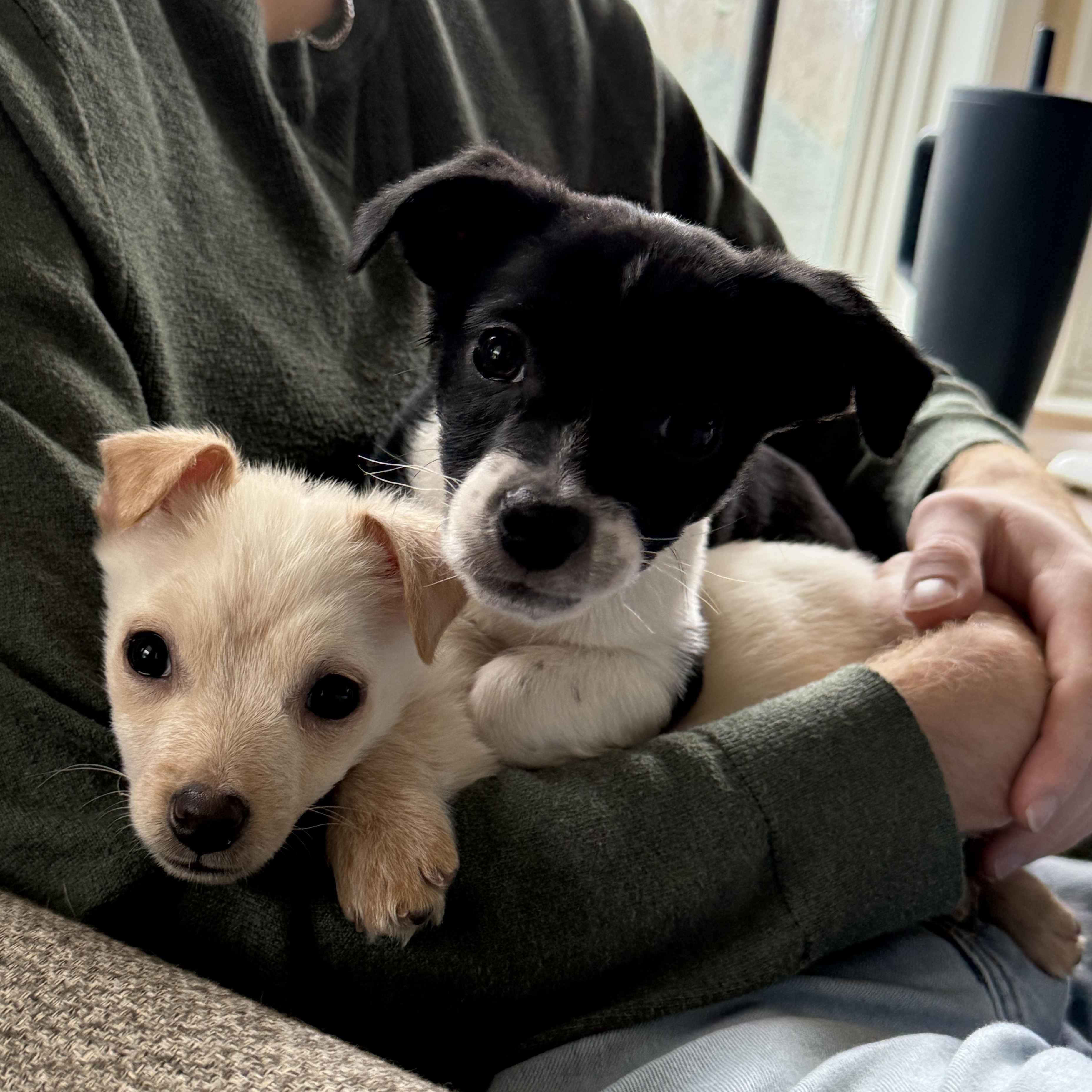 Enlarge Freya , an adopted mixed breed in Rockville, MD image 5/5