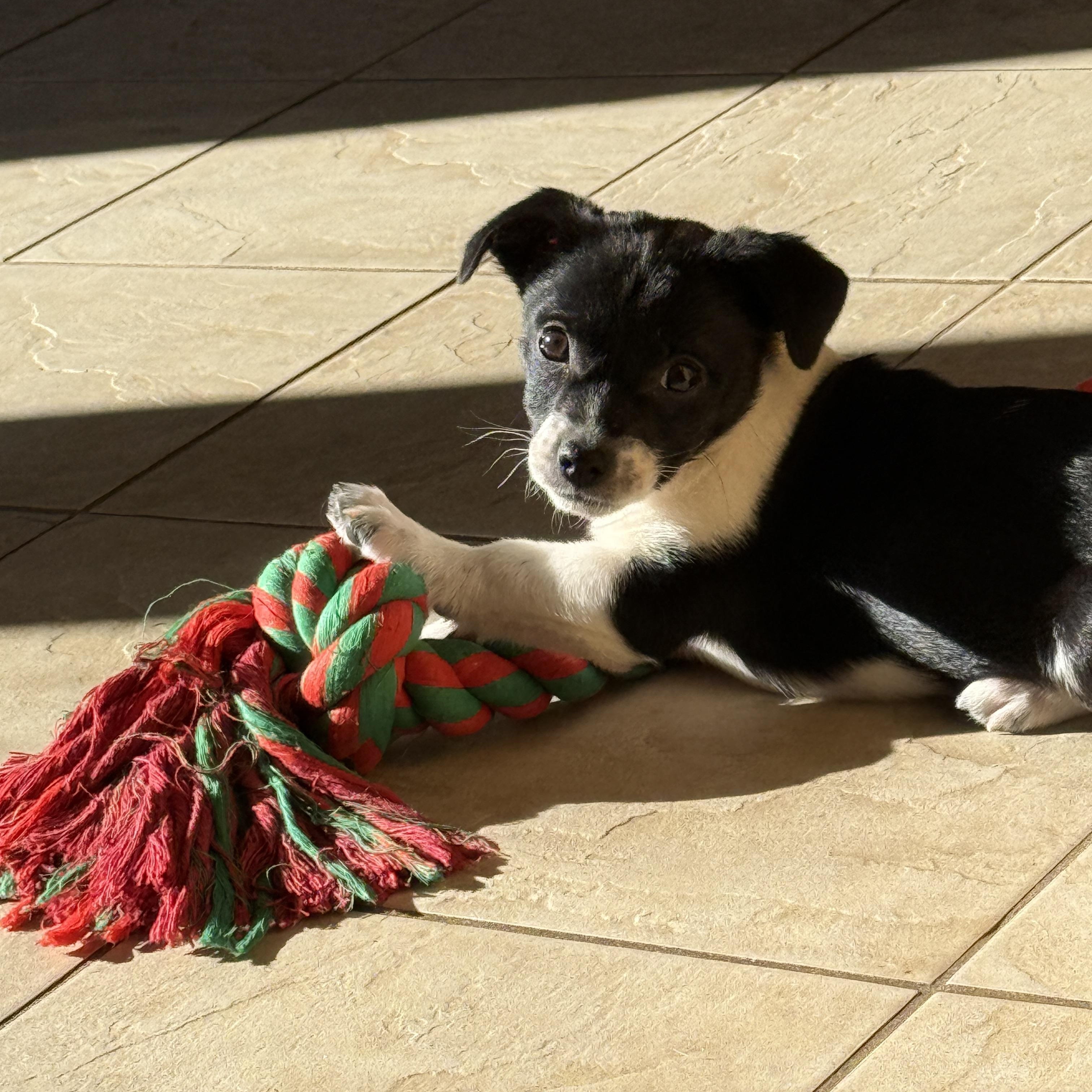 Enlarge Freya , an adopted mixed breed in Rockville, MD image 1/5
