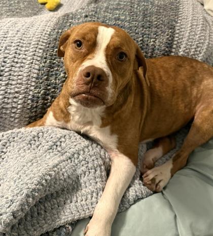 Enlarge Felicia, a Adoptable mixed breed in Malvern, PA image 1/5