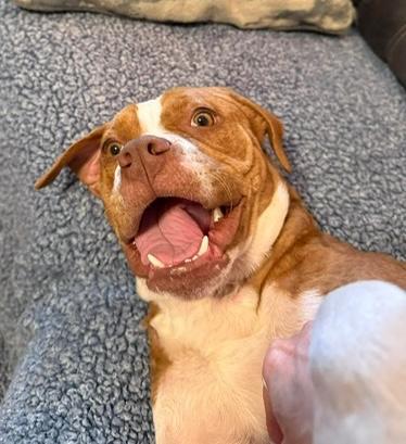 Enlarge Felicia, a Adoptable mixed breed in Malvern, PA image 2/5