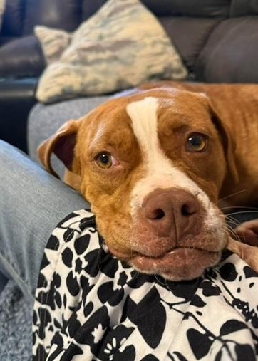 Enlarge Felicia, a Adoptable mixed breed in Malvern, PA image 4/5