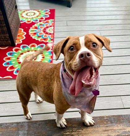 Enlarge Felicia, a Adoptable mixed breed in Malvern, PA image 2/3