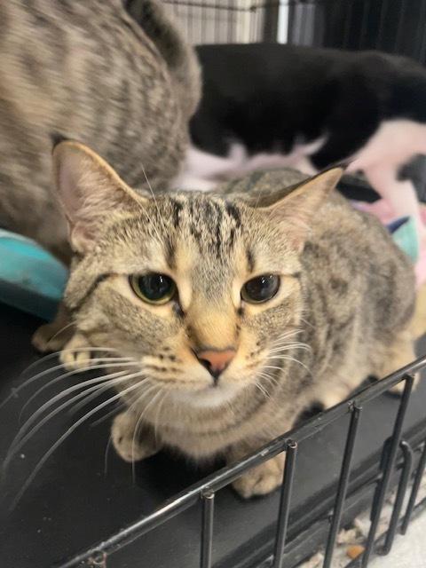 Enlarge Striper, a Adoptable mixed breed in Greene, NY image 1/3