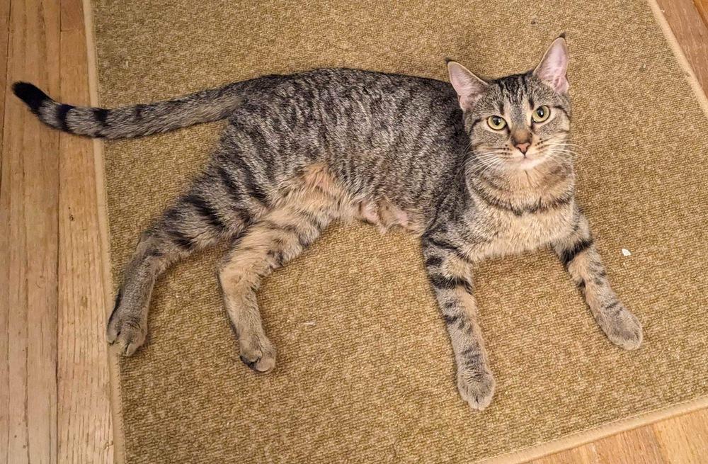 Enlarge Striper, a Adoptable mixed breed in Greene, NY image 2/3