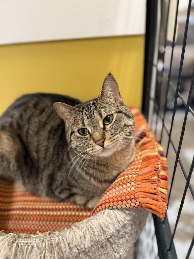 Enlarge Striper, a Adoptable mixed breed in Greene, NY image 2/3