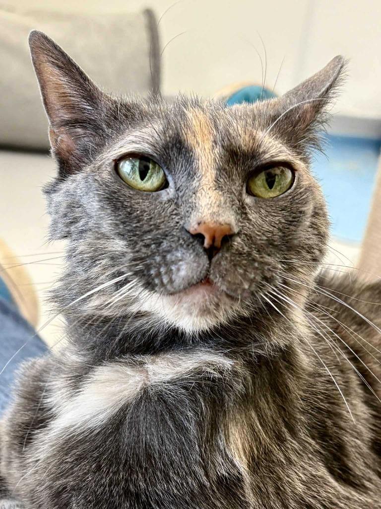 Venora, Adoptable, Adult Female Domestic Medium Hair.