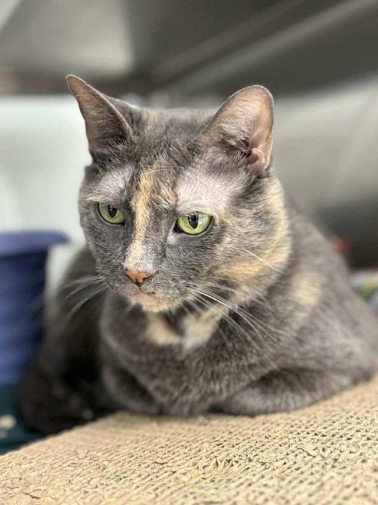 Enlarge Venora, a Adoptable mixed breed in New Kensington, PA image 1/6