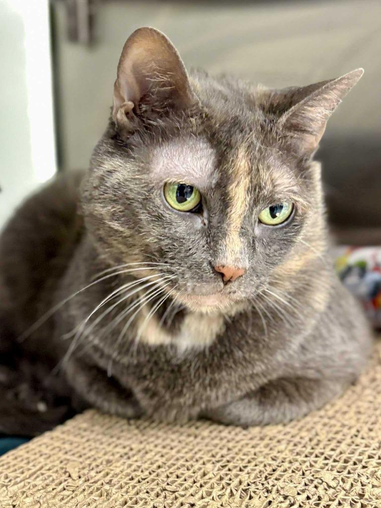 Enlarge Venora, a Adoptable mixed breed in New Kensington, PA image 2/6