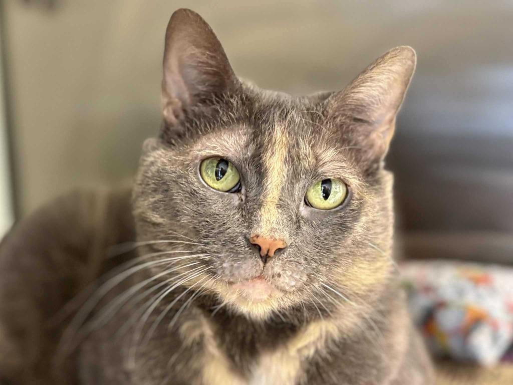 Enlarge Venora, a Adoptable mixed breed in New Kensington, PA image 3/6