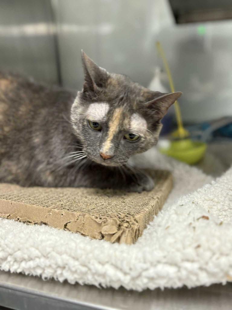 Enlarge Venora, a Adoptable mixed breed in New Kensington, PA image 5/6